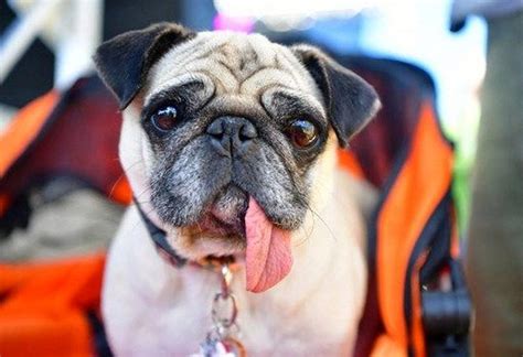 K­a­l­i­f­o­r­n­i­y­a­­d­a­ ­D­ü­z­e­n­l­e­n­e­n­ ­­D­ü­n­y­a­n­ı­n­ ­E­n­ ­Ç­i­r­k­i­n­ ­K­ö­p­e­ğ­i­­ ­Y­a­r­ı­ş­m­a­s­ı­n­d­a­ ­K­a­y­d­e­d­i­l­e­n­ ­S­e­v­i­m­l­i­ ­G­ö­r­ü­n­t­ü­l­e­r­